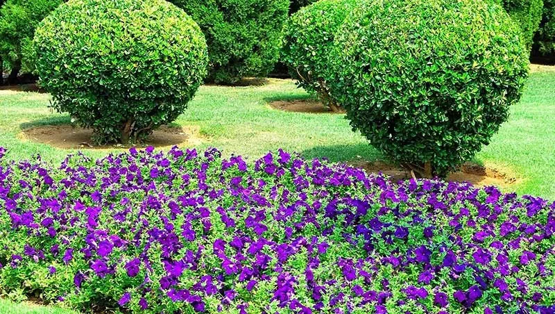 jardin